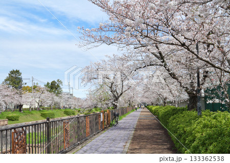 山崎川 桜 山崎川 桜 133362538