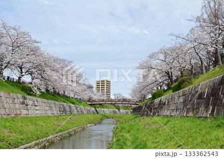 山崎川 桜 山崎川 桜 133362543