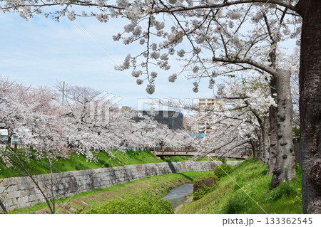 山崎川 桜 山崎川 桜 133362545
