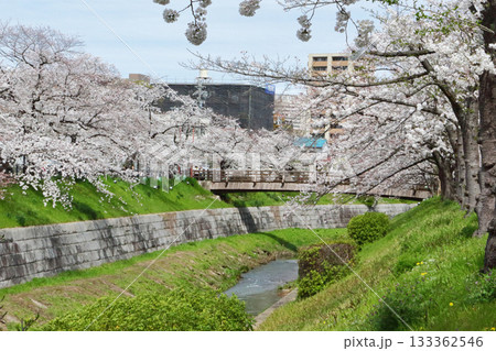 山崎川　桜 133362546