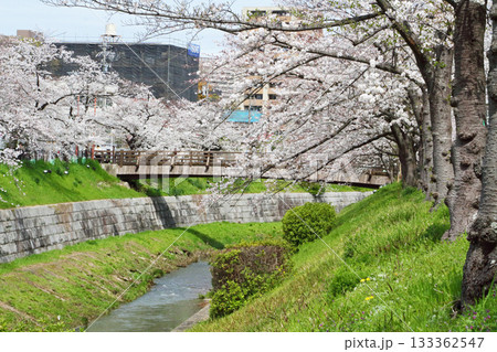 山崎川 桜 山崎川 桜 133362547