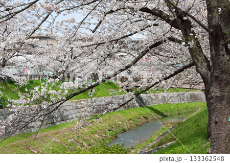 山崎川 桜 山崎川 桜 133362548