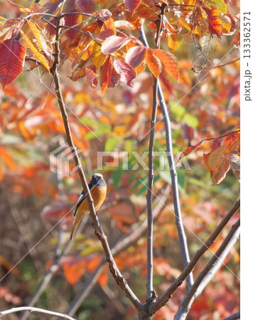 ジョウビタキ 133362571