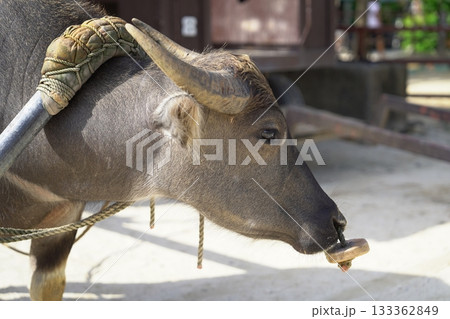 石垣島のアイコン：竹富島 水牛車の顔のクローズアップ（穏やかな表情） 133362849