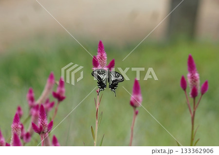 ノゲイトウの花とアゲハ蝶 133362906
