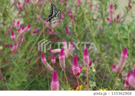 ノゲイトウの花とアゲハ蝶 133362908