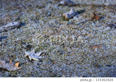 霜が降りた朝 霜が掛かった落葉と苔 霜が降りた朝 霜が掛かった落葉と苔 133362928