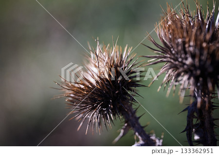 Dried thorns of a spiky plant in a green background. 133362951