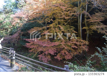 2025年11月16日 貴船山 2025年11月16日 貴船山 133363274