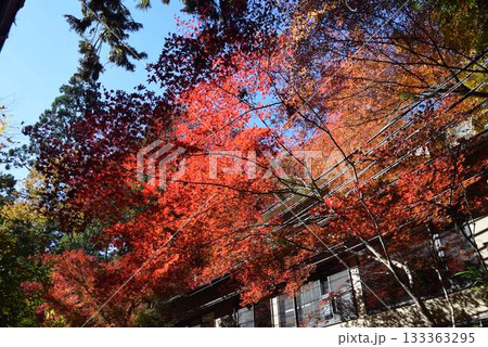 2025年11月16日　貴船山 133363295