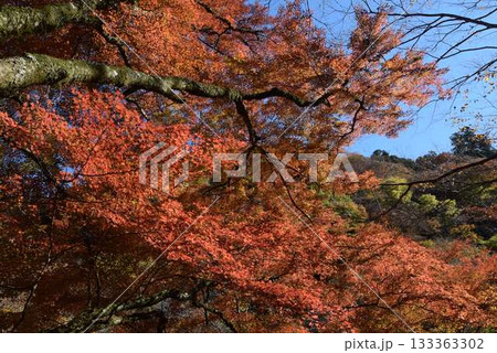 2025年11月16日 貴船山 2025年11月16日 貴船山 133363302