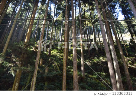 2025年11月16日　貴船山 133363313