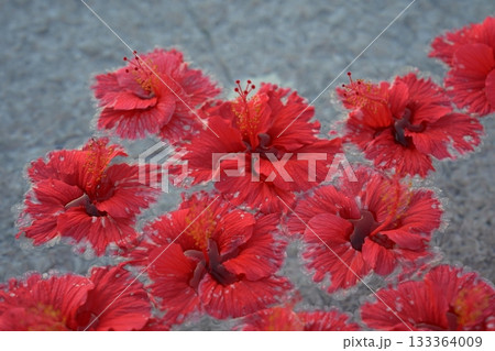 【沖縄リゾート】癒やしのイメージ:水面に漂うハイビスカス(背景素材) 【沖縄リゾート】癒やしのイメージ:水面に漂うハイビスカス(背景素材) 133364009