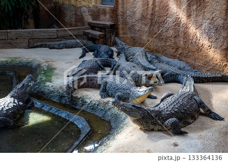 Group of crocodiles resting on sandy shore near water, showcasing their textured skin and natural habitat, highlighting wildlife behavior in a serene environment Group of crocodiles resting on sandy shore near water, showcasing their textured skin and natural habitat, highlighting wildlife behavior in a serene environment 133364136