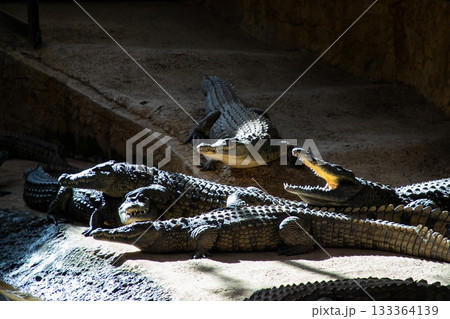 Group of crocodiles basking under warm sunlight, showcasing their textured scales and powerful jaws, creating a captivating scene of wildlife in a natural habitat 133364139