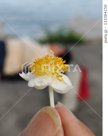 Finger pinching Indian laurel flower. 133364150