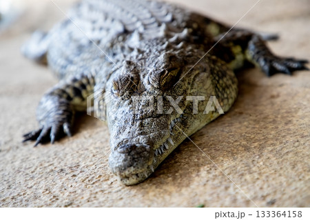 Large reptile with textured skin, resting on a sandy surface, showcasing intricate scales and powerful limbs, representing the beauty of wildlife in natural habitat Large reptile with textured skin, resting on a sandy surface, showcasing intricate scales and powerful limbs, representing the beauty of wildlife in natural habitat 133364158