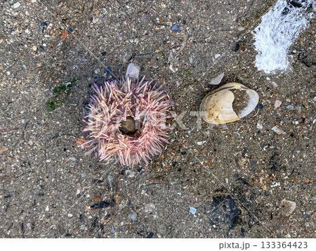 Coastal underwater scene showcasing anemones and mollusk shells Coastal underwater scene showcasing anemones and mollusk shells 133364423
