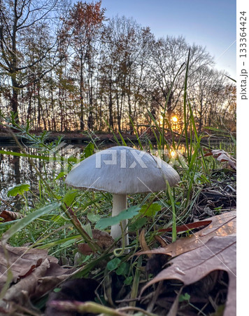 Calm wetland setting featuring mushroom and twilight colors 133364424