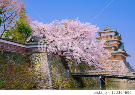 【諏訪高島城】満開の桜と天守閣【諏訪市】 133364696