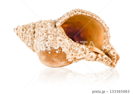 sea shell isolated on white background 133365063