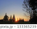 夕日と樹々のシルエット 133365239