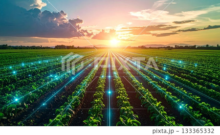 An agricultural landscape in summer with rows of corn and a vineyard beneath a blue sky An agricultural landscape in summer with rows of corn and a vineyard beneath a blue sky 133365332