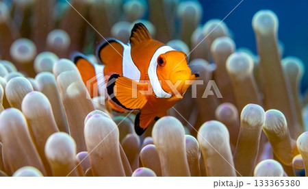 Colorful tropical clownfish swim underwater near an orange sea anemone and coral reef in a marine aquarium 133365380