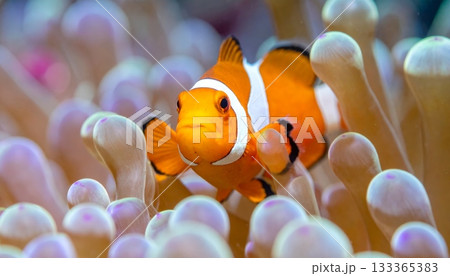 Colorful tropical clownfish swim underwater near an orange sea anemone and coral reef in a marine aquarium Colorful tropical clownfish swim underwater near an orange sea anemone and coral reef in a marine aquarium 133365383
