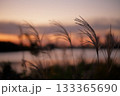 夕陽に輝くススキ 133365690