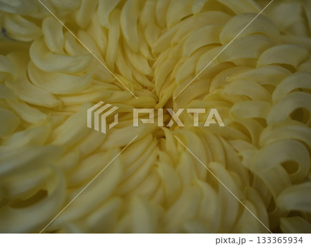 11月に美しく咲いた観賞用の菊の花 133365934