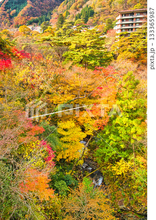 栃木県日光市　秋の紅葉に染まる鬼怒川温泉の風景 133365987