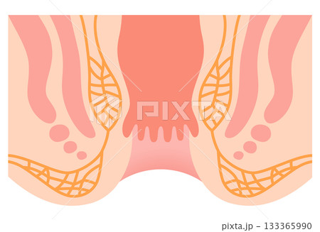 肛門の構造　直腸・肛門　断面図 133365990