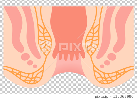 肛門の構造　直腸・肛門　断面図 133365990