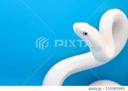 テキサスラットスネーク(リューシスティック) テキサスラットスネーク(リューシスティック) 133365993