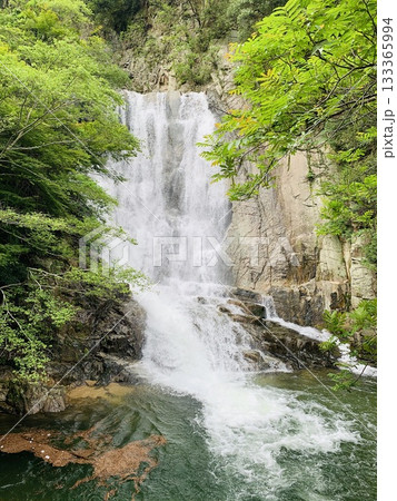 新緑に包まれた布引の滝 新緑に包まれた布引の滝 133365994