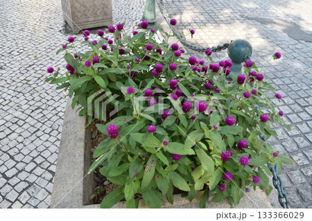 道端に植えられた紫色の千日草 道端に植えられた紫色の千日草 133366029
