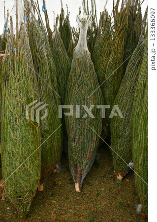 The christmas trees wrapped in a plastic nets The christmas trees wrapped in a plastic nets 133366097
