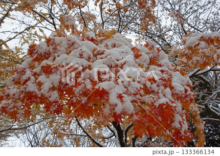 雪化粧をした紅葉 雪化粧をした紅葉 133366134
