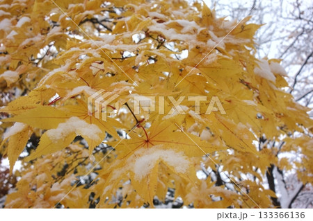 雪化粧をした黄葉 雪化粧をした黄葉 133366136