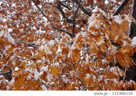 雪化粧をした紅葉 雪化粧をした紅葉 133366138