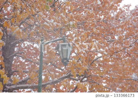 雪化粧をした紅葉と街灯 133366173