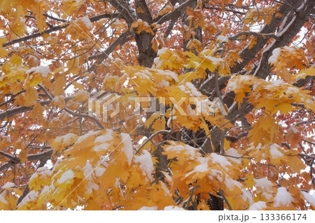 雪化粧をした紅葉 133366174