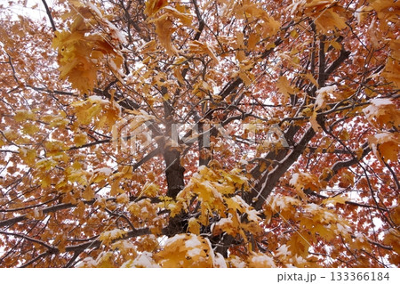 雪化粧をした紅葉 133366184