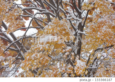 雪化粧をした紅葉 133366187