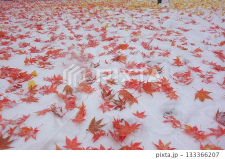 雪面に広がる紅葉 雪面に広がる紅葉 133366207