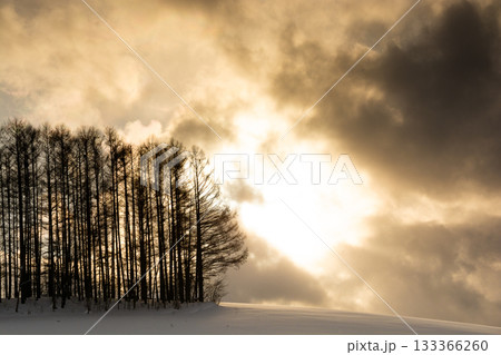 冬の夕暮れの丘の上のカラマツ林　美瑛町 133366260