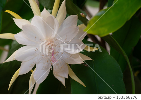 満開の白いサボテンの花 満開の白いサボテンの花 133366276