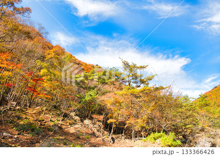 栃木県日光市　秋の紅葉に染まる龍王峡の景色 133366426