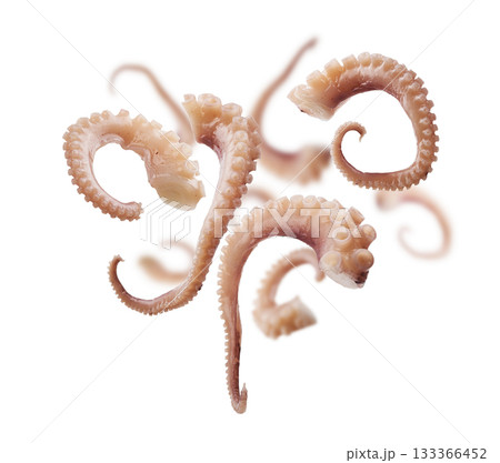 Squid tentacles levitate on a white background Squid tentacles levitate on a white background 133366452